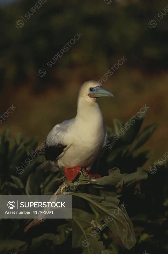Red-footed Booby, Herald Cays, Coral Sea, Australia