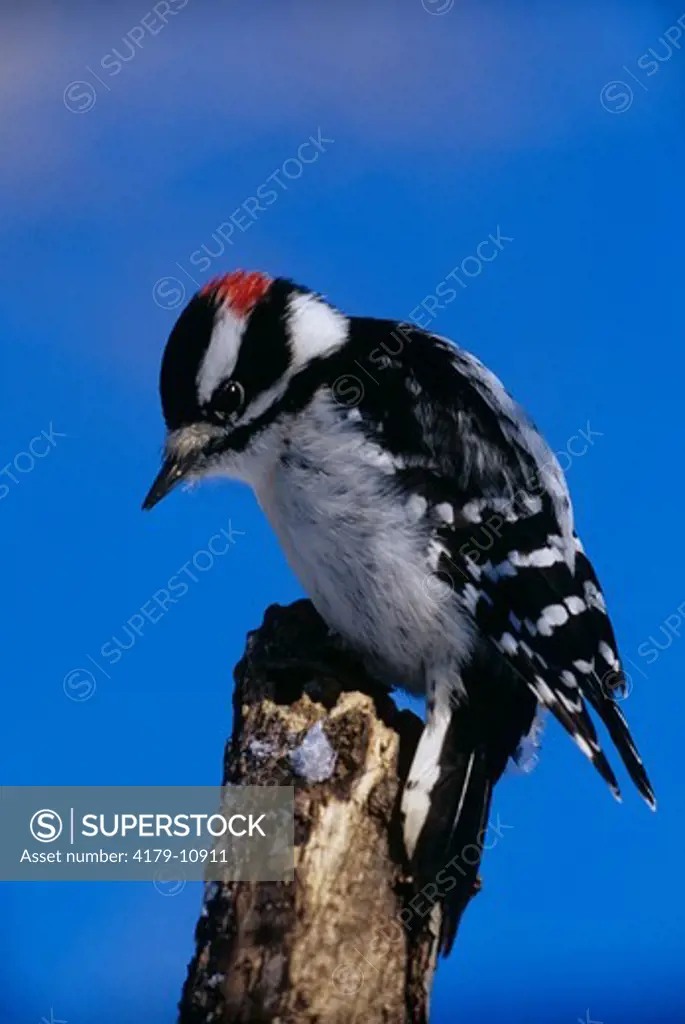 Downy Woodpecker (Picoides pubescens), male on Branch, Kensington Metropark, MI