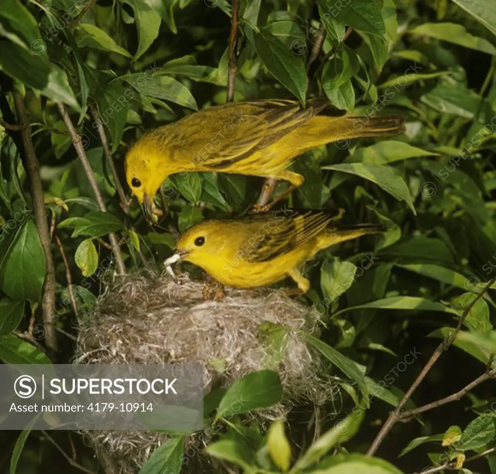 Yellow Warbler Pair (Dendroica petechia) Central Michigan