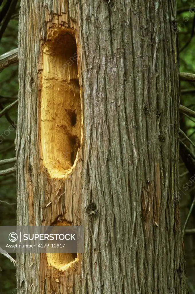 Pileated Woodpecker Holes in Cedar Tree, Mackinac, MI