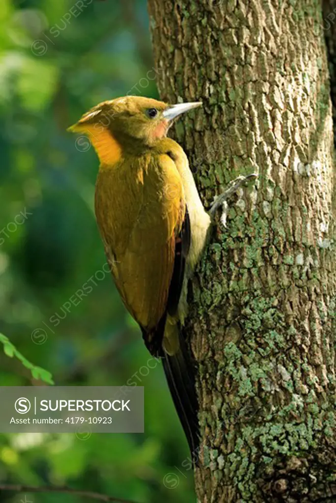 Greater Yellow-Naped Woodpecker (Picus flavinucha) Adult on tree, Asia