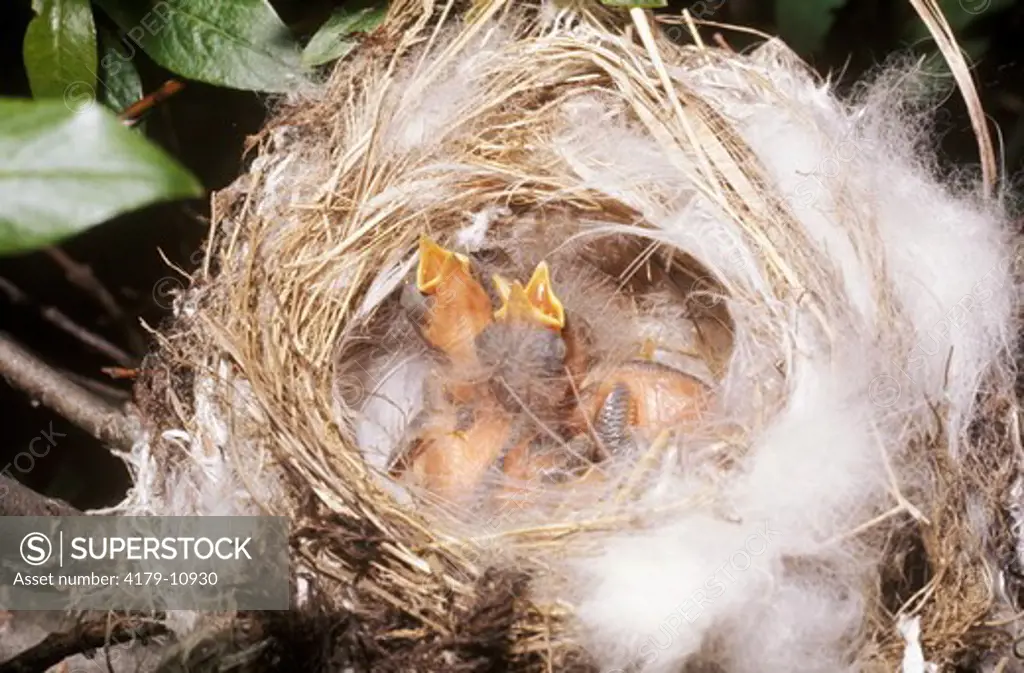 Yellow Warbler chicks in Nest, AK