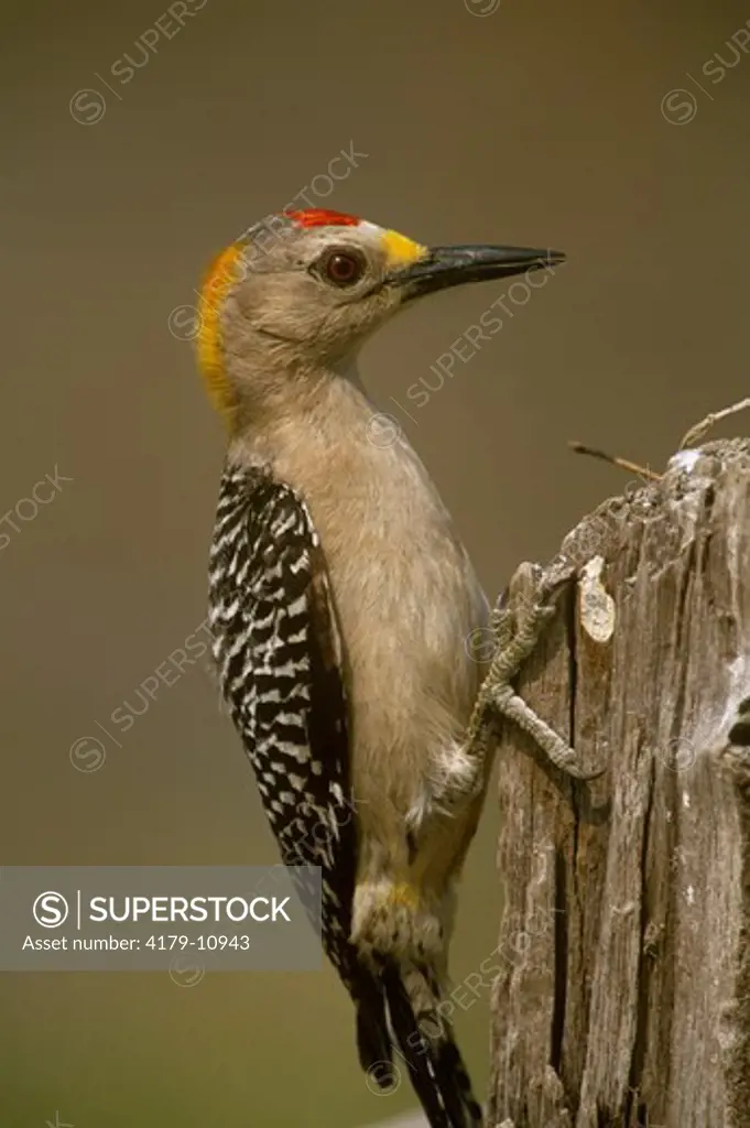 Golden-fronted Woodpecker (Melanerpes aurifrons), male, S. TX