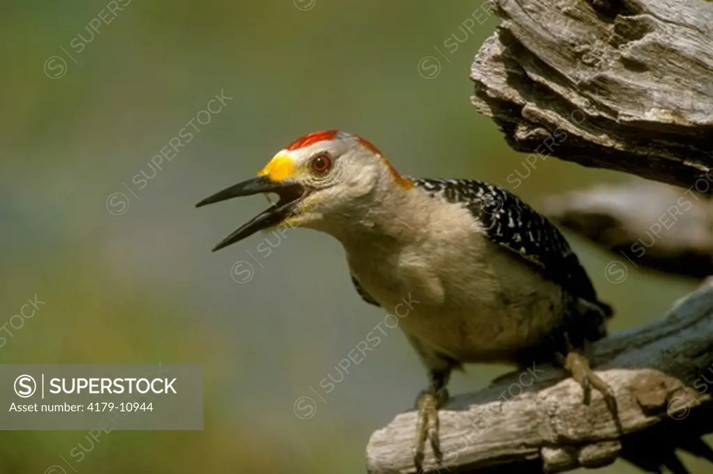 Golden-fronted Woodpecker (Melanerpes aurifrons), wild, male, S. TX
