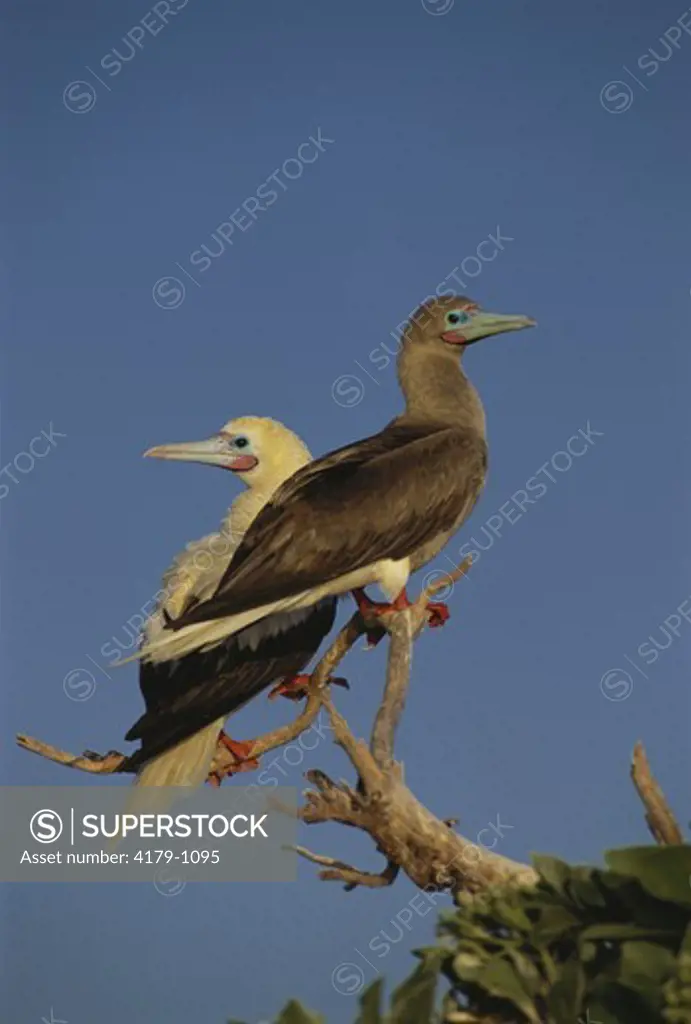 Red-footed Boobies, Herald Cays, Coral Sea, Australia