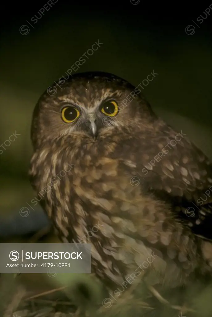 Morepork, NZ Owl (Ninox n. novaeseelandiae), Golden Bay, New Zealand