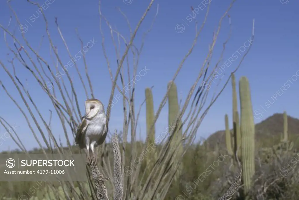 Barn Owl on Cholla Skeleton (Tyto alba), Sonora Desert Museum, AZ