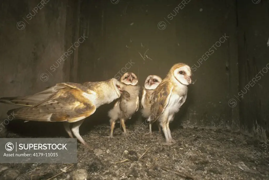 Common Barn Owl (Tyto alba) inside a nest box. S. Texas USA