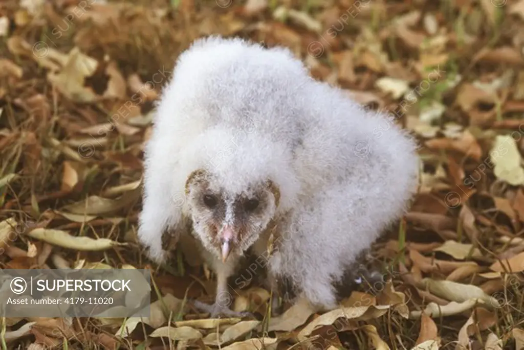 Barn Owl Chick (Tyto alba), Goias, Brazil