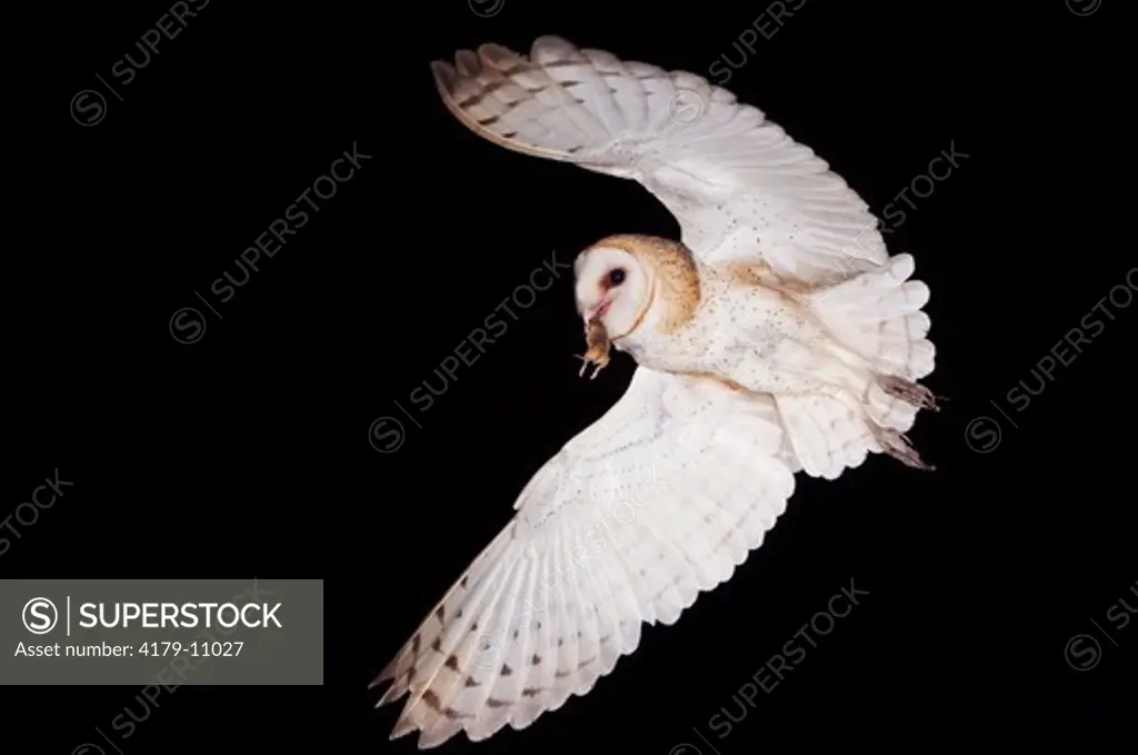 Barn Owl (Tyto alba) Adult in flight with mouse prey, Willacy County, Rio Grande Valley, Texas, USA, May 2007
