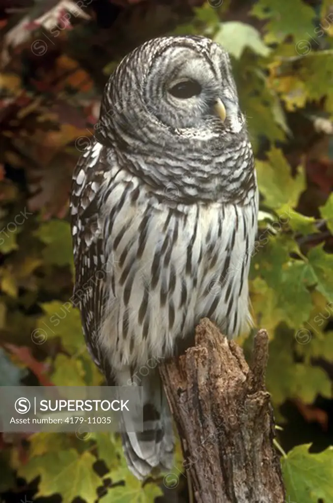 Barred Owl (Strix varia)  Hartland, VT