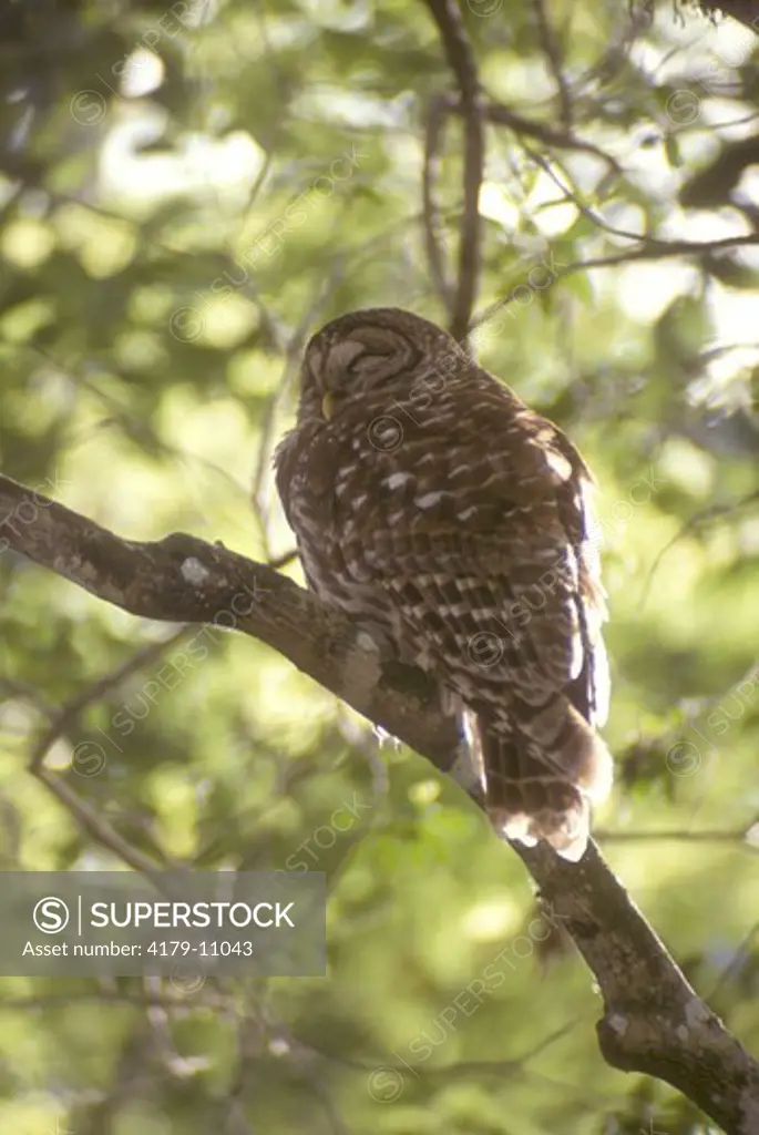 Barred Owl (Strix varia) Corkscrew Swamp/FL