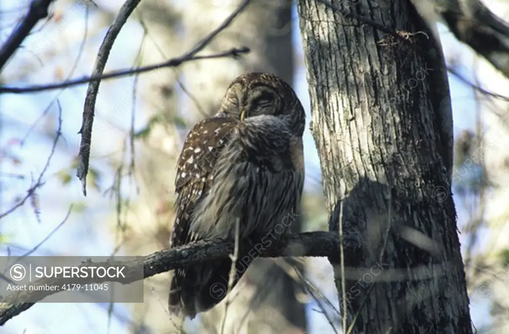 Barred Owl (Strix varia)  sleeping Corkscrew, Florida