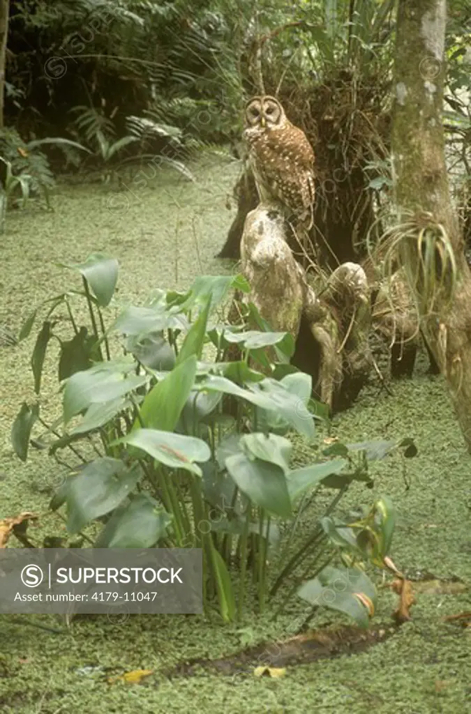 Barred Owl & Pickerel Weed, Corkscrew Swamp Sanctuary, FL, FLorida            60099-00108