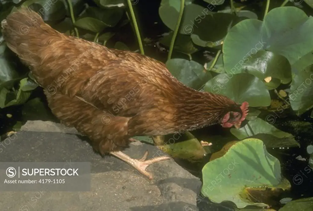 Rhode Island Red Chicken (Gallus gallus) at pond preparing to drink, NJ