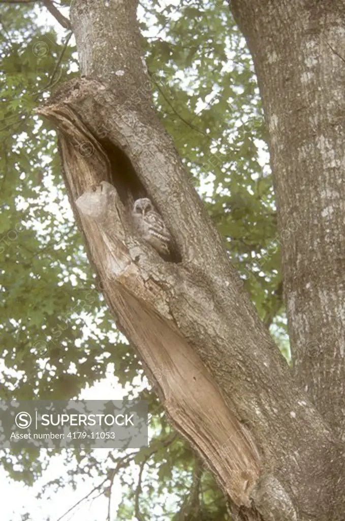 Young Barred Owl at Nest Cavity (Strix varia), Baton Rouge, LA
