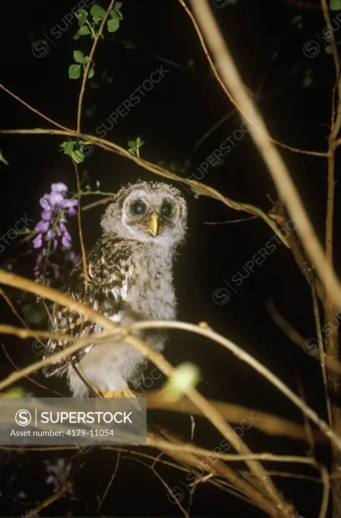 Young Barred Owl just fledged (Strix varia), Baton Rouge, Louisiana