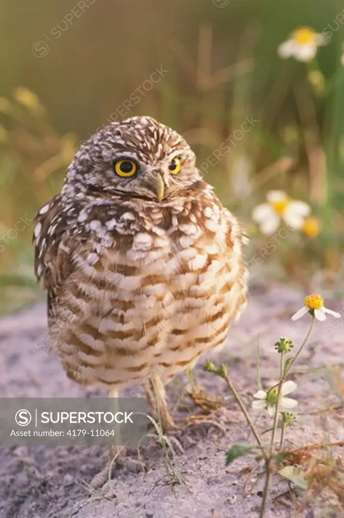 Adult Burrowing Owl  (Athene cunicularia) - FL Rutenberg Library Grounds/Ft. Myers, Florida
