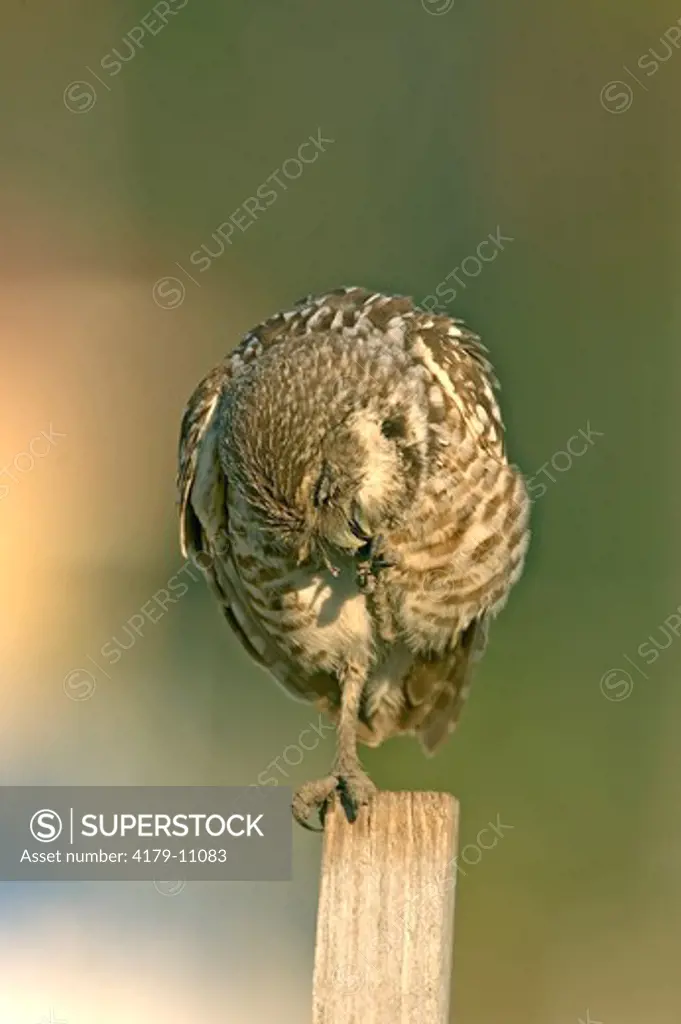 Burrowing Owl (Athene Cunicularia) Marco Island,Fl