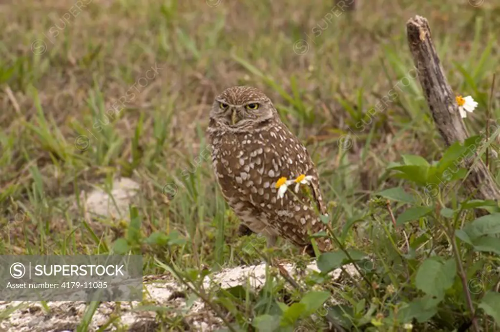 Burrowing Owl (Athene cunicularia) Marco Island, Fl, Florida