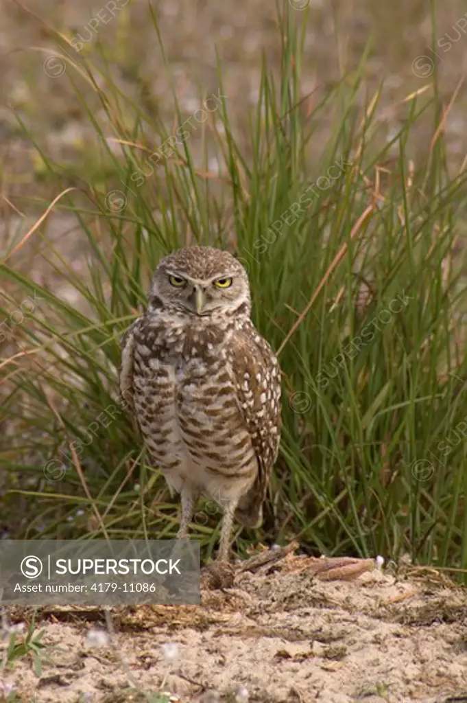 Burrowing Owl (Athene cunicularia) Marco Island,Fl
