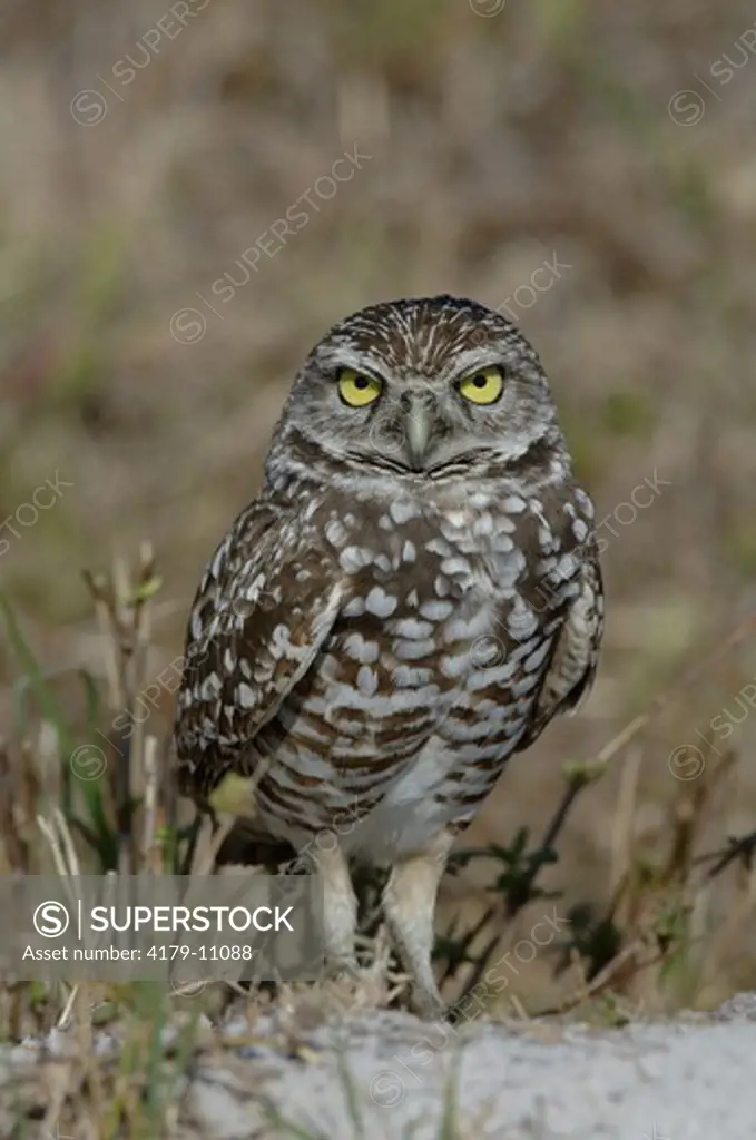 Burrowing Owl (Speotyto conicularia) Cape Coral, Florida