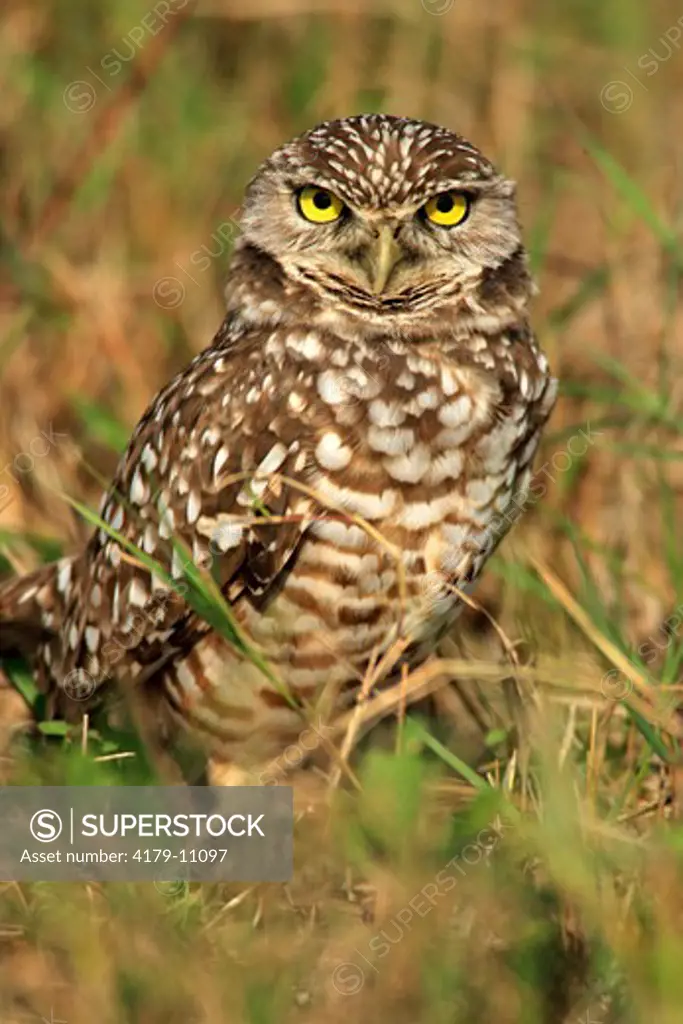 Burrowing Owl (Athene cunicularia) Adult, Cape Coral, Florida