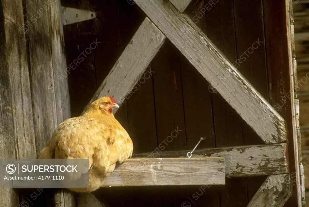 Chicken (Gallus gallus) Quebec - Canada