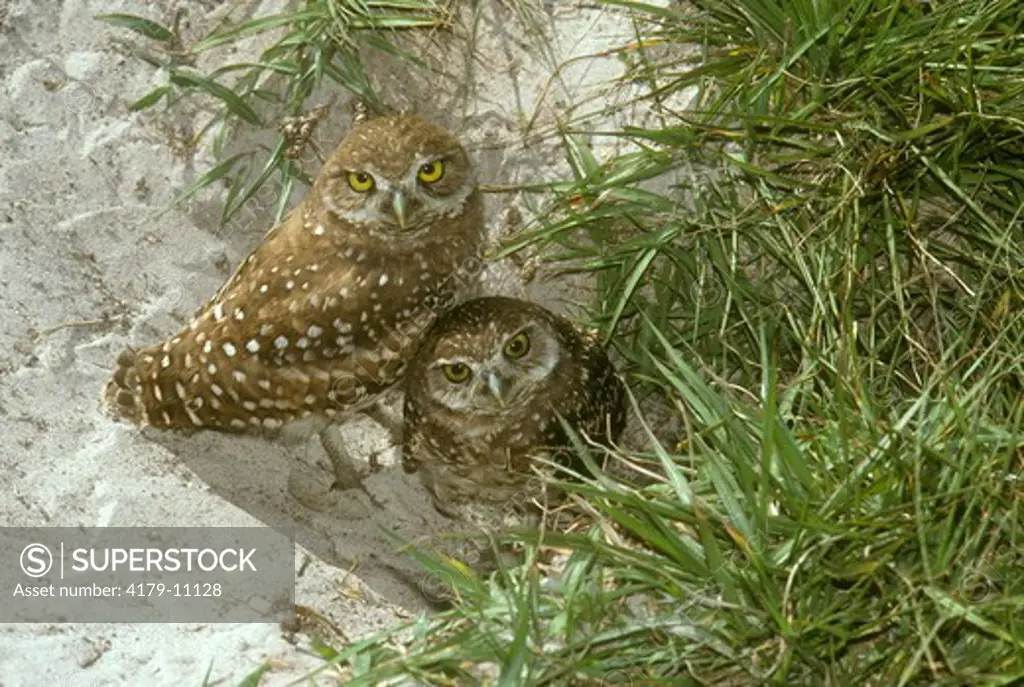 Burrowing Owls (Athene cunicularia) Florida