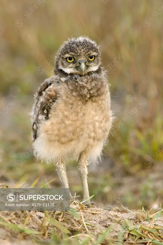 Burrowing Owl chick (Athene cunicularia) Marco Island,Fl