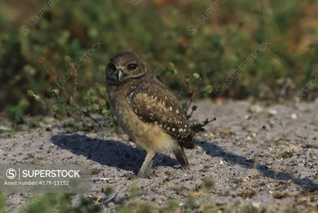 Burrowing Owl, juvenile (Athene cunicularia), Florida