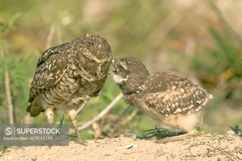 Burrowing Owl w/chick (Athene Cunicularia) Marco Island, Florida