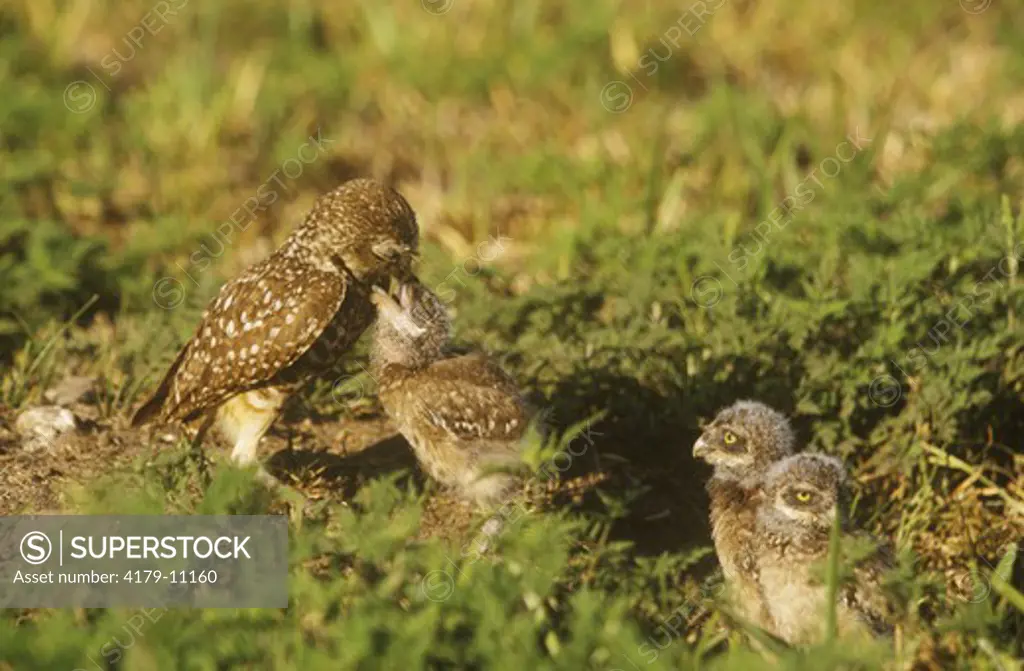 Burrowing Owl Feeding Young  (Athene cuniccularia) Cape Coral, FL