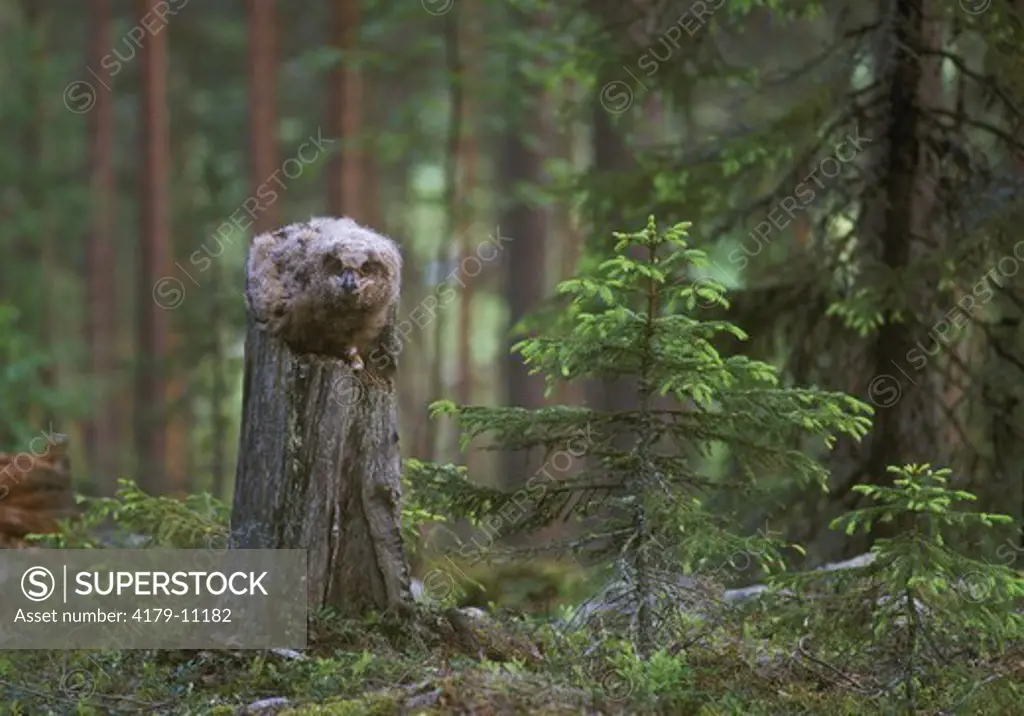 Young Eagle Owl (Bubo bubo) on Tree Stump, Vasterbotten, Sweden