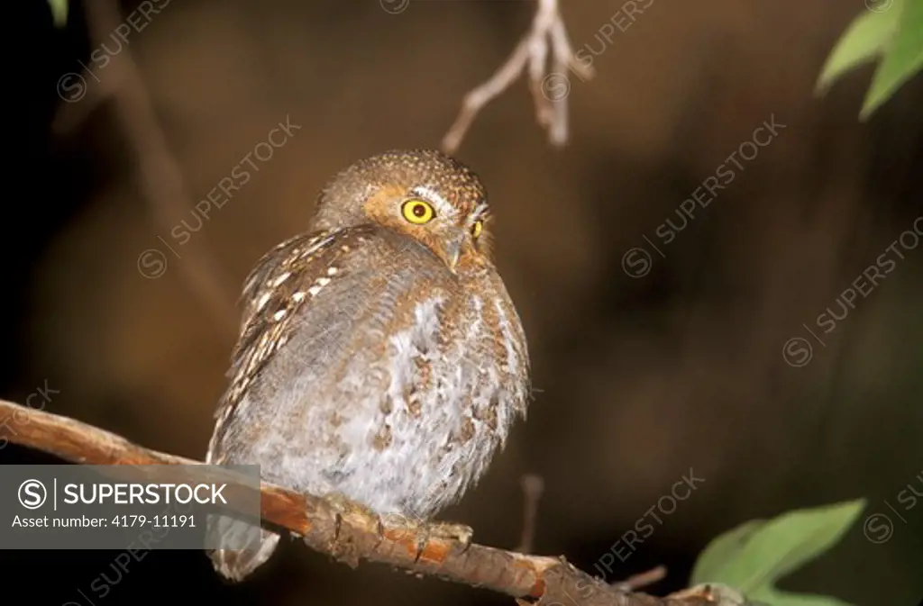 Elf Owl (Micrathene whitneyi), AZ