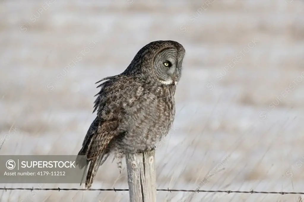 Great Grey Owl (Strix nebulosa) Northern Minnesota - Mixed Woodland / meadows -  winter - Wide eyed adult perched on barbed wire fence post in snow covered meadow (in bkgrd).