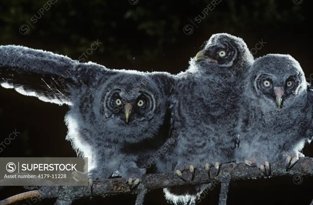 Great Gray Owls (Strix nebulosa) Montana