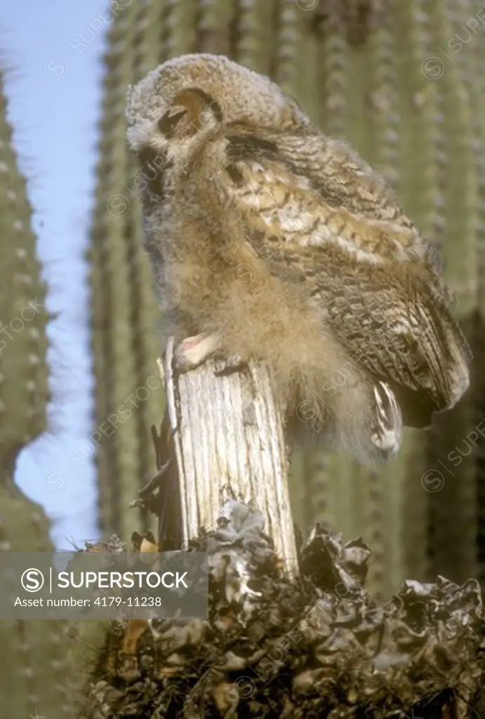 Great Horned Owl (Bubo virginianus) SE Arizona