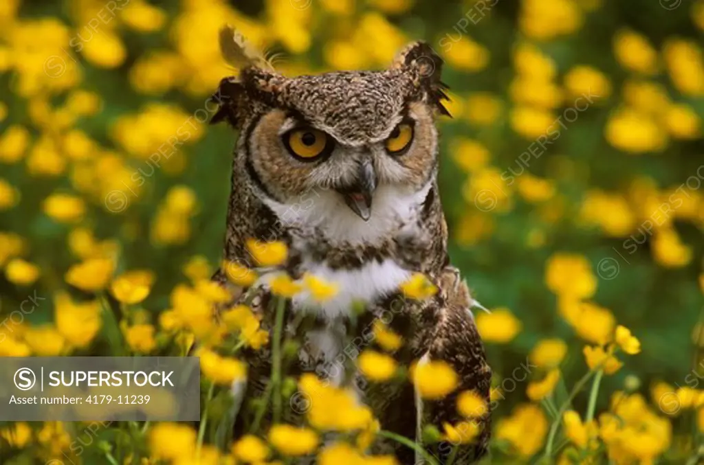 Great Horned Owl, Colorado