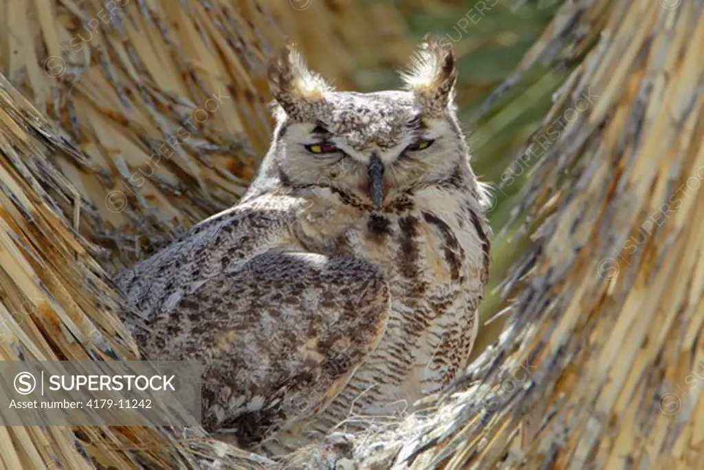 Great Horned Owl (Bubo virginianus) nesting in a Joshua Tree, Joshua Tree National Park, California, USA.