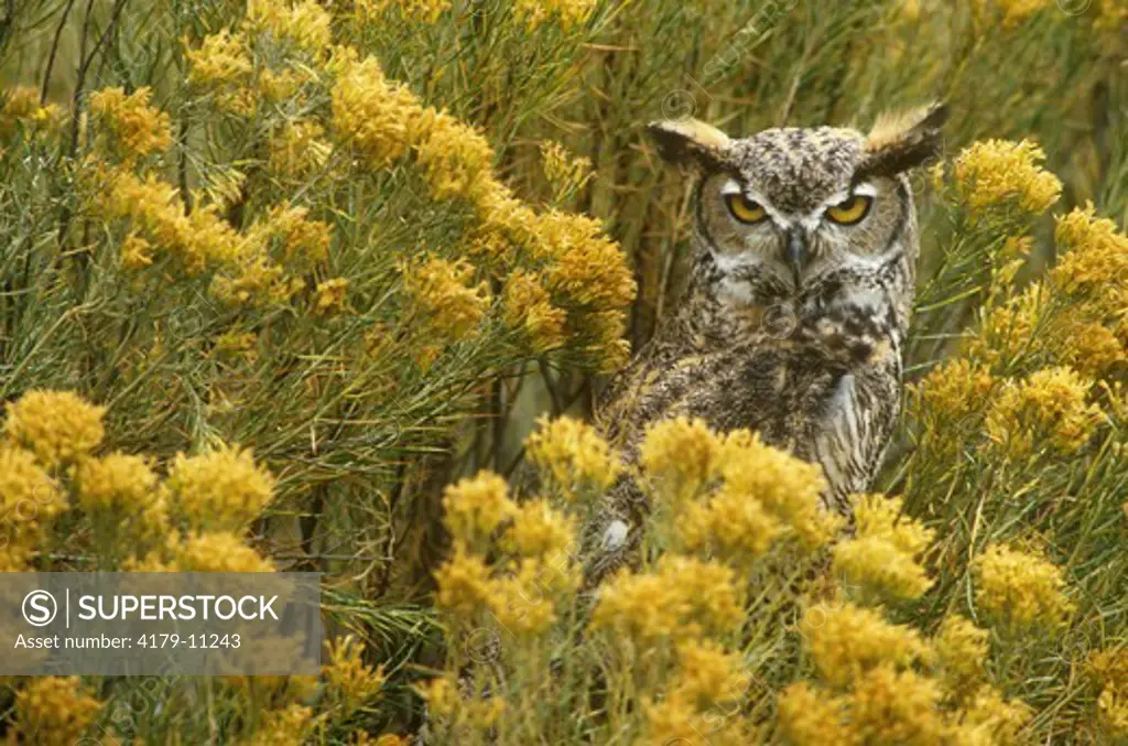Great Horned Owl (Bubo virginianus) in Rabbit Brush