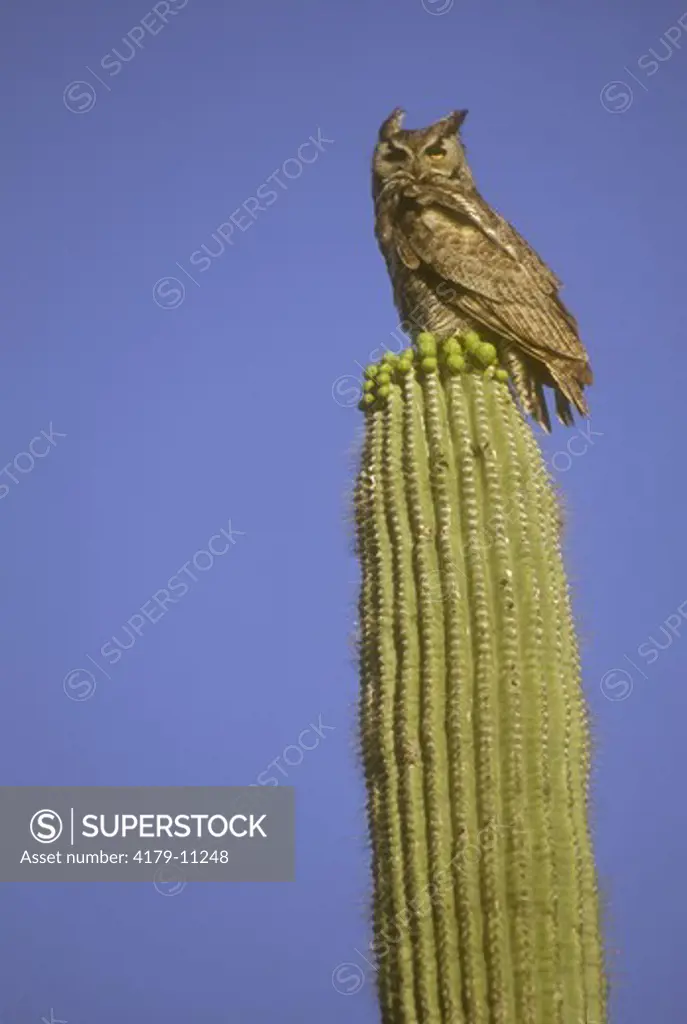 Great Horned Owl (Bubo virginianus) on Saguaro Cactus, Pima County, AZ