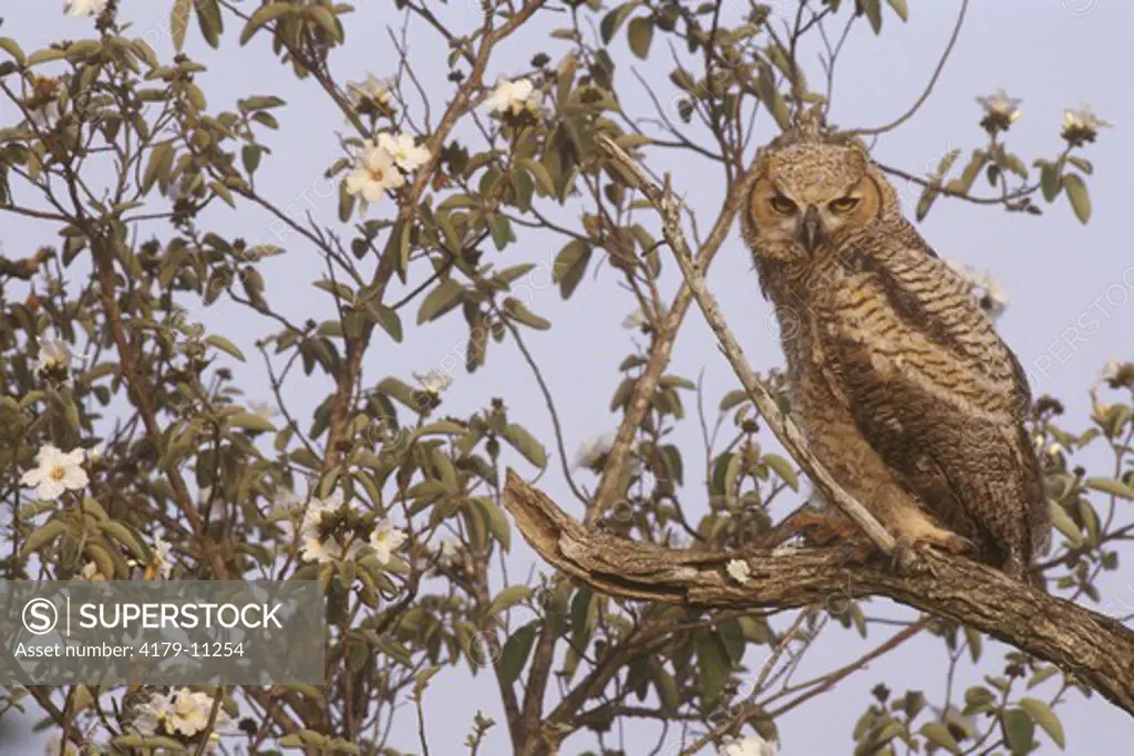 Great Horned Owl (Bubo virginianus) juvenile. S. TX
