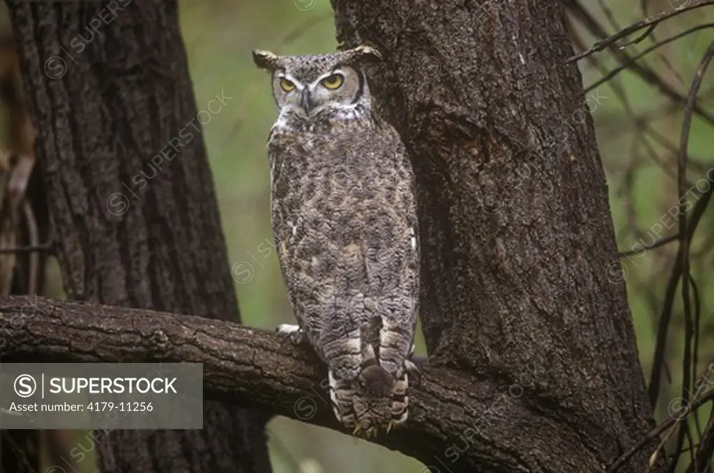 Great Horned Owl        IC (Bubo virginianus) Pickering, Ontario