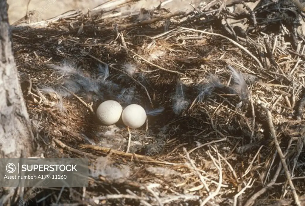 Great Horned Owl Nest w/Eggs