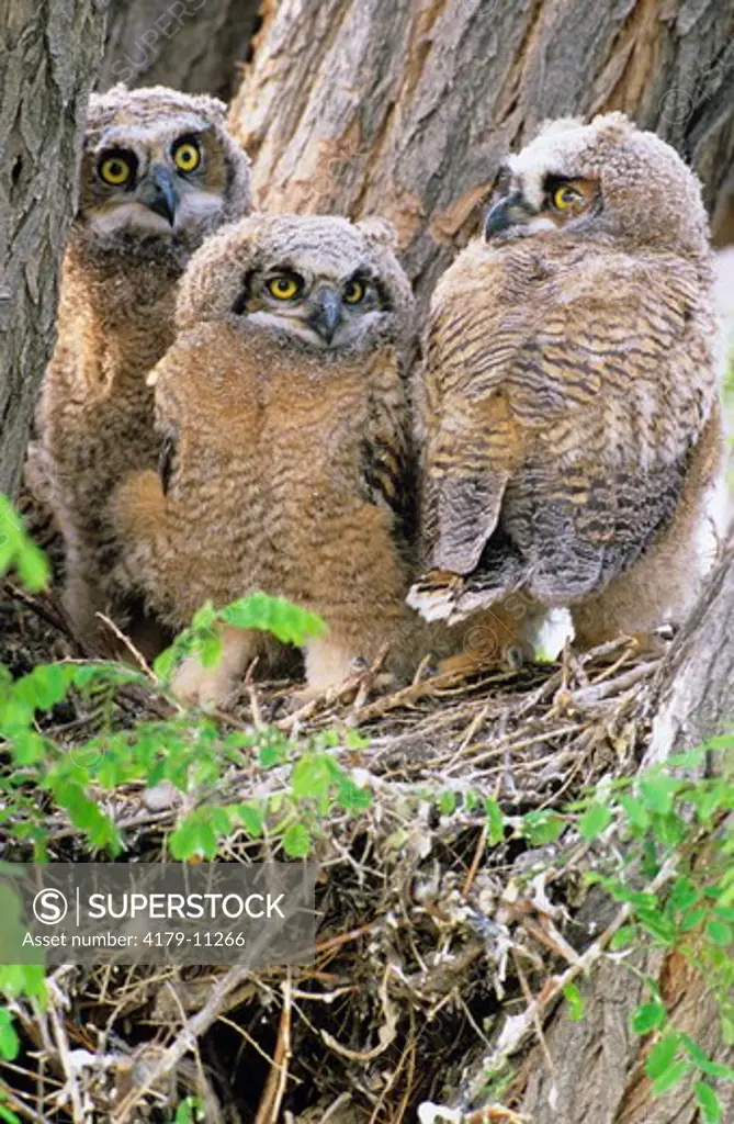 Family of Great Horned Owlets (Bubo virginianus) nest in a Cottonwood Tree.  These owlets are not yet fledged.  Bruneau Dunes State Park, Idaho.