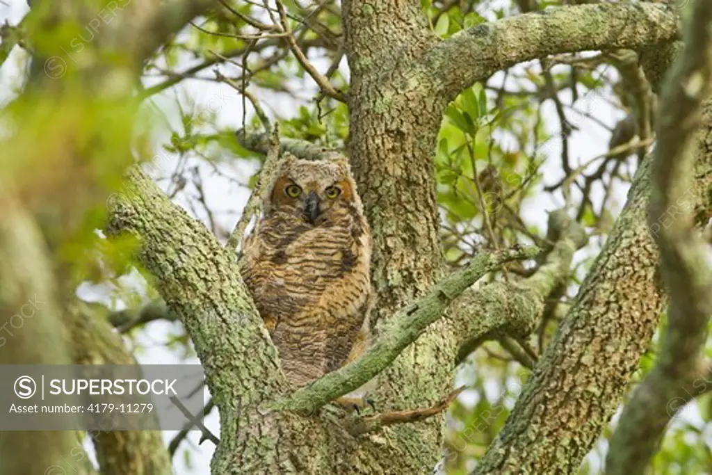 Great Horned Owl fledgling (Bubo virginianus) San Antonio Wetlands, TX