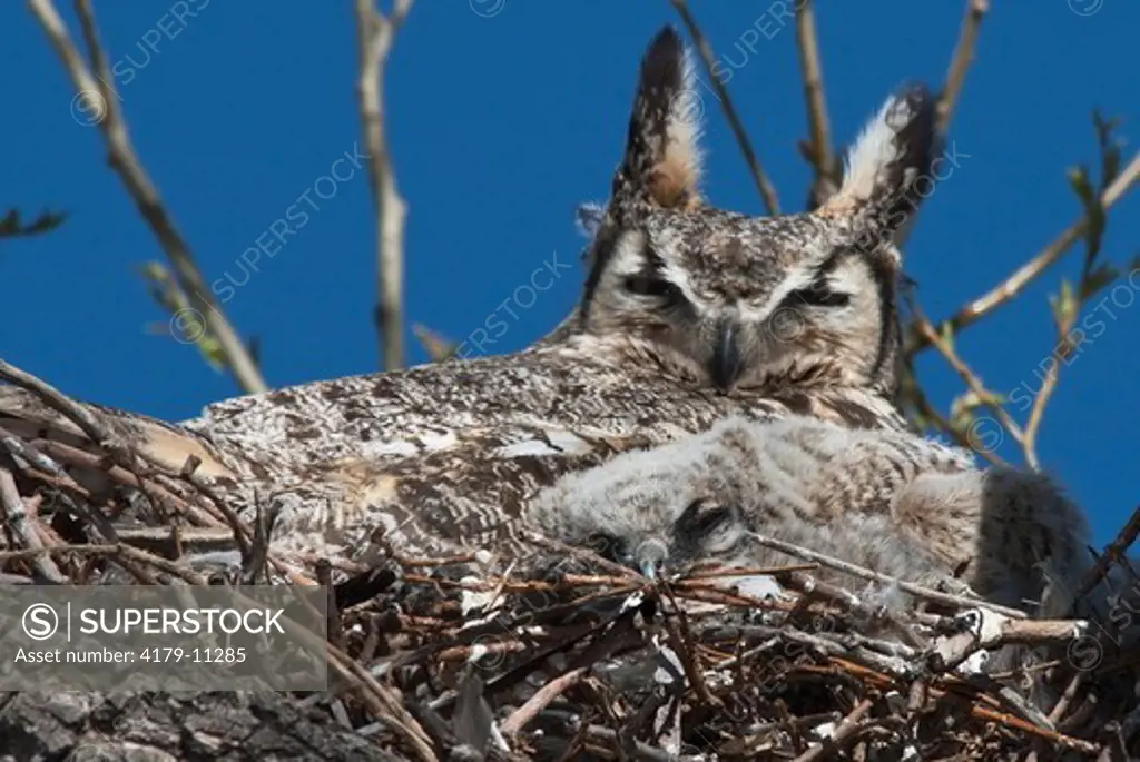 Great Horned Owls (Bubo virginianus) adult & chick on nest, Monte Vista National Wildlife Refuge, Colorado, USA