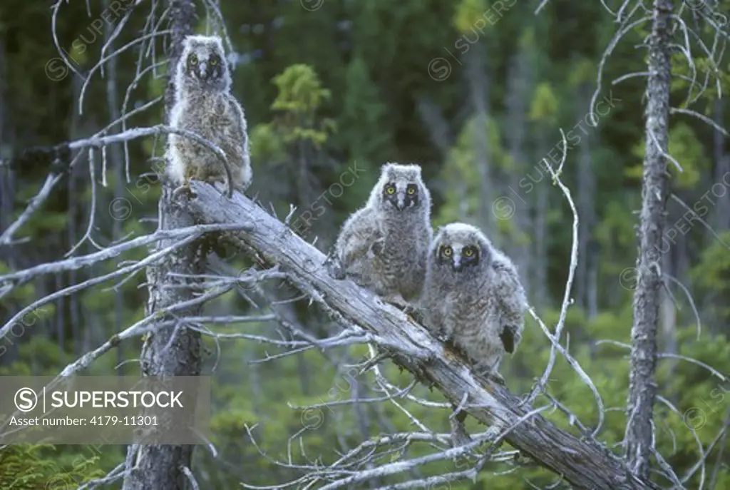 Long-eared Owlets in Bog (Asio otus), Adirondacks, NY