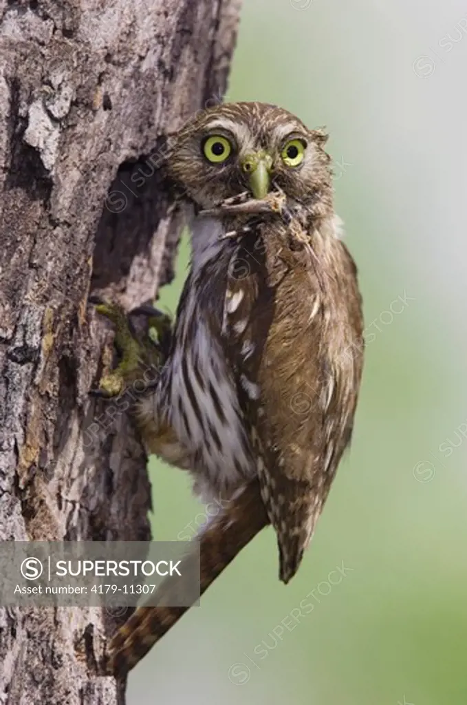 Ferruginous Pygmy-Owl (Glaucidium brasilianum) adult at nesting cavity with grasshopper prey, Willacy County, Rio Grande Valley, Texas, USA, June 2006